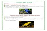 Curiozităţi despre amfibienigimnaziu.lniarad.ro/pics/pdfprof/en/02-06-2020_Biologie... · 2020. 6. 1. · Curiozităţi despre amfibieni Ştiaţi că: Broasca albastră “săgeata