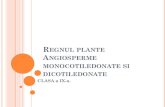 Regnul plante Angiosperme monocotiledonate si dicotiledonate€¦ · MONOCOTILEDONATE SI DICOTILEDONATE CLASA a IX-a. DIN REGNUL PLANTE FAC PARTE ORGANISMELE PLURICELULARE, DE REGULA