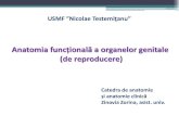 USMF ”Nicolae Testemiţanu” · 2020. 11. 13. · - ligamentul inghinal. Stadiul diferențial ... -inghino-scrotală, prin canal inghinal până în scrot (lunile 8 -9 viață