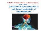 Anatomia funcțională a măduvei spinării și encefalului · 2020. 12. 15. · • se implicăîn fenomenele de cicatrizare ale ţesutuluinervos (în caz de lezare a unei regiuni