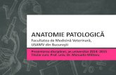 ANATOMIE PATOLOGICĂ patologica 2015.pdf · 2015. 12. 17. · Anatomie patologică „anatopat” 1. Tip de disciplină şi obiective majore 2. Timp alocat disciplinei (număr de