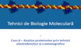 Tehnici de Biologie Moleculară · 2020. 12. 8. · Electroforeza nativă a proteinelor în sistem discontinuu 08.12.2020 Tehnici de biologie moleculară –Curs 6 Pagina nr. 5 Metoda