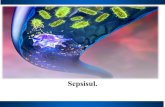 Sepsisul....Hiperplazia țesutului limfatic duce la mărirea dimensiunelor ganglionelor limfatici, a splinei, care nu numai se măreste considerabil, dar și devine flască, pe secțiune