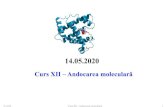 BIOINFORMATICĂ APLICATĂ ÎN BIOLOGIA STRUCTURALĂ · 2020. 5. 11. · 1. structura nativăobţinută prin cristalografie cu raze X sau NMR; 2. structura pseudo-nativă (structura