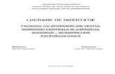 FACIESUL CU SPONGIERI DIN VESTUL DOBROGEI CENTRALE IN … · 2007. 3. 14. · Barbulescu face o prima abordare sistematica a faunei de spongieri a zonei, tratând spongierii calcarosi.