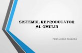 SISTEMUL REPRODUCĂTOR AL OMULUIgimnaziu.lniarad.ro/pics/pdfprof/en/05-05-2020_Biologie...2020/05/05  · Sistemul reproducĂtor masculin 1. organe genitale interne a) 2 testicule