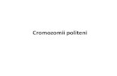 Cromozomii politeni - SimpleSitedoccdn.simplesite.com/d/ee/48/281756458863184110/29fb0bc1... · 2020. 3. 25. · - Cromozomii politeni sunt cromozomi “ uriași” care se găsesc