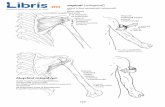 Muşchiul infraspinal (subspinal) - Libris.ro pentru...printr‑un tendon aplatizat în şanţul intertuberular (culisa bicipitală). Acţiune: – dacă umărul este punctul mobil