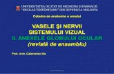 VASELE ŞI NERVII - USMF...2020/05/12  · (artera supraorbitară,artera supratrohlearăşiartera dorsalăa nasului - artera nazală externă) şi din ramurile arterei carotide externe