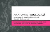 ANATOMIE PATOLOGICĂ PATOLOGICA 2019... · 2020. 4. 13. · Anatomie patologică „ anatopat ” 1. Tip de disciplină şi obiective majore 2. Timp alocat disciplinei (număr de