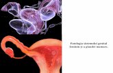 Patologia sistemului genital feminin și a glandei mamare.