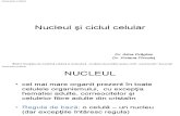 LP I-11-Nucleul Si Ciclul Celular