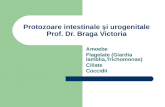 Curs II Protozoare Intestinale ‍i Urogenitale 4