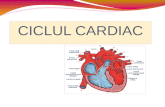 Ciclul Cardiac