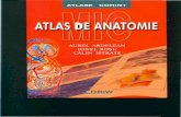 Atlas Anatomie