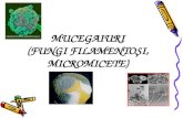 Microbiologie - Mucegaiuri