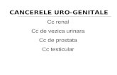 Cancer urogenital