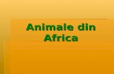 Animale din africa